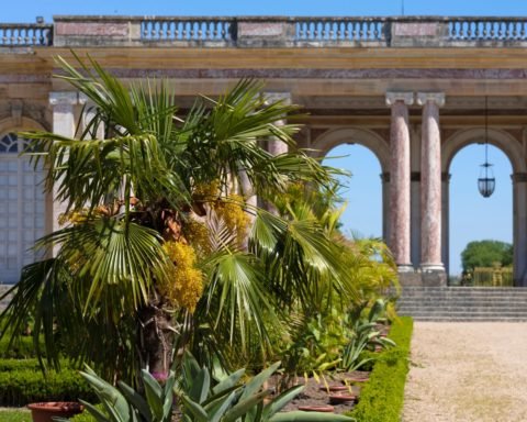 Château de Versailles Grand Trianon - Jardin de l'Afrique 2020
