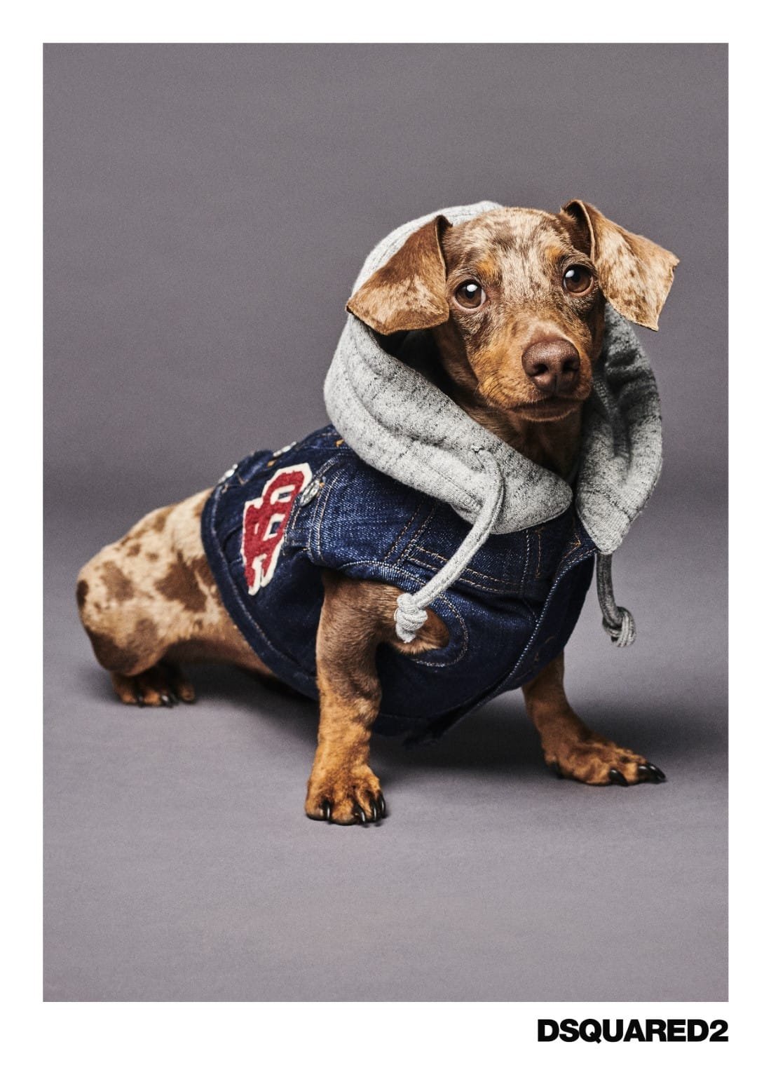 Poldo Dog Couture x Dsquared2 1 Poldo Dog Couture x Dsquared2