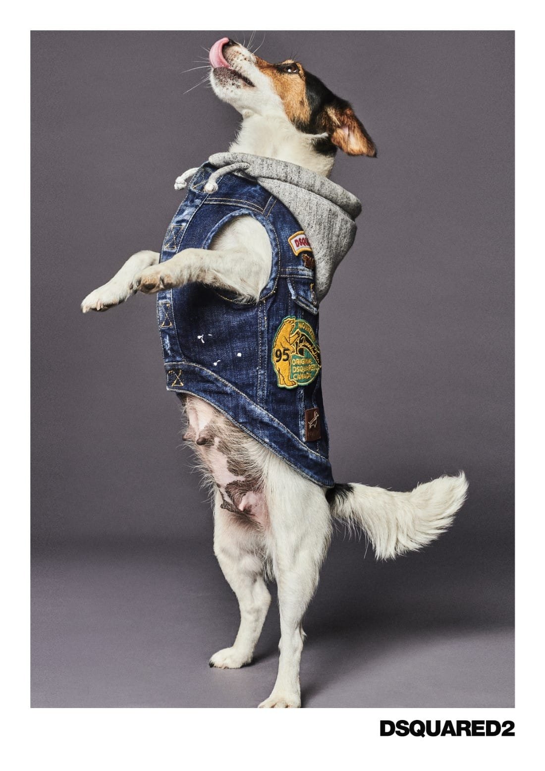 Poldo Dog Couture x Dsquared2 10 Poldo Dog Couture x Dsquared2