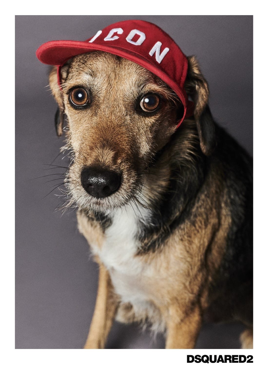 Poldo Dog Couture x Dsquared2 11 Poldo Dog Couture x Dsquared2
