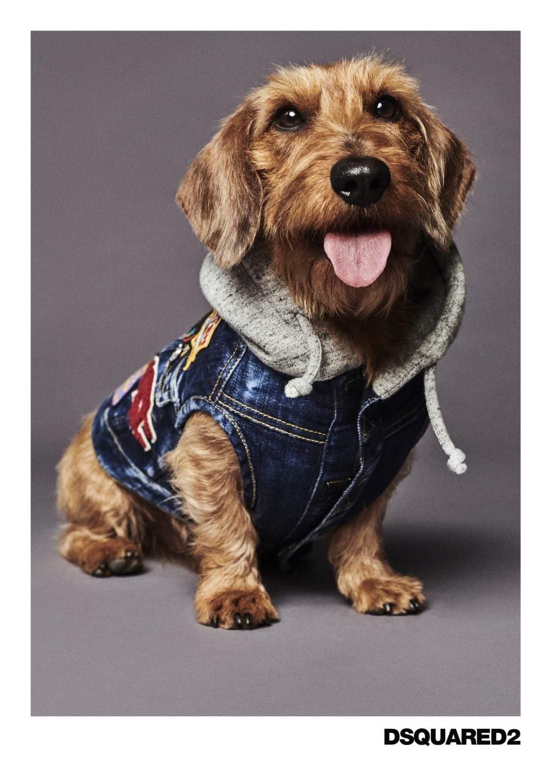 Poldo Dog Couture x Dsquared2 12 Poldo Dog Couture x Dsquared2
