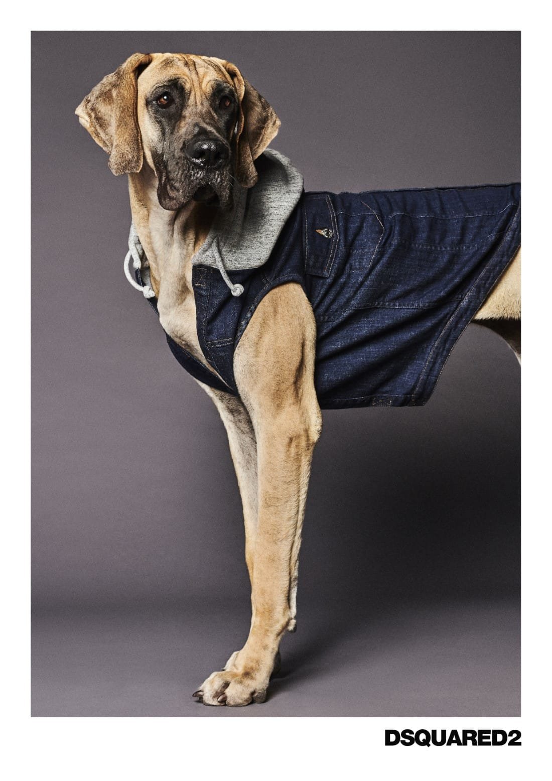 Poldo Dog Couture x Dsquared2 13 Poldo Dog Couture x Dsquared2
