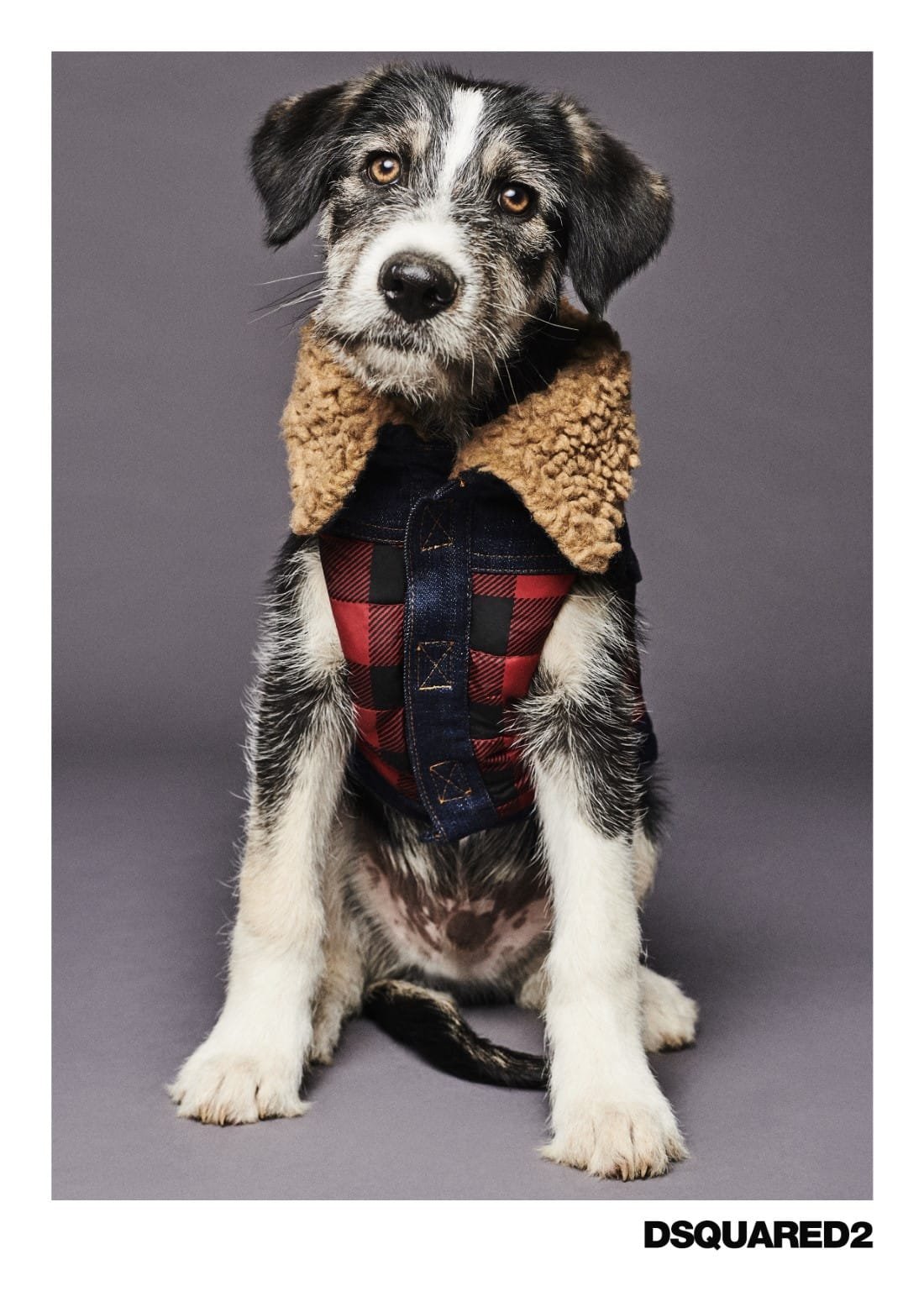 Poldo Dog Couture x Dsquared2 2 Poldo Dog Couture x Dsquared2