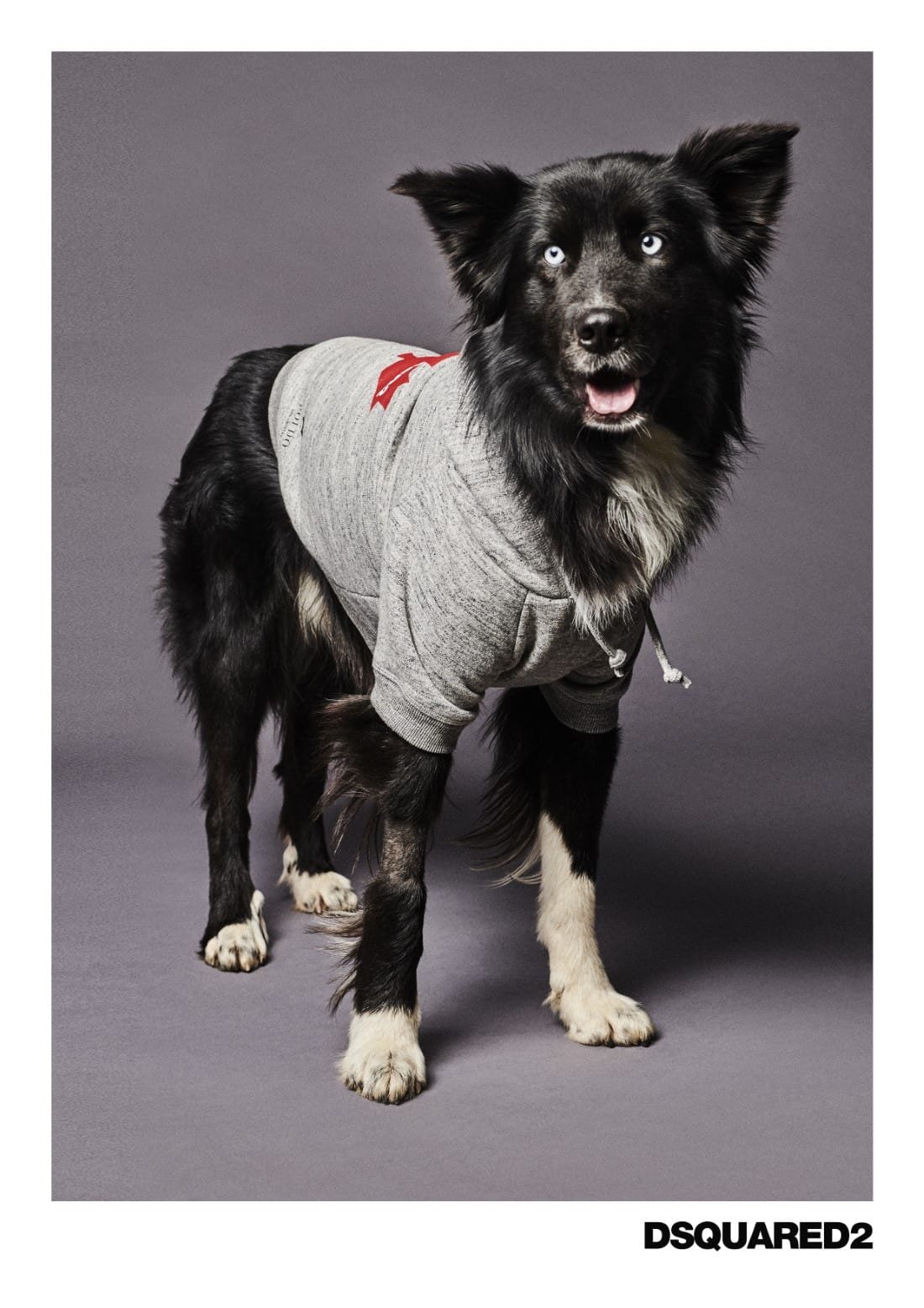 Poldo Dog Couture x Dsquared2 3 Poldo Dog Couture x Dsquared2