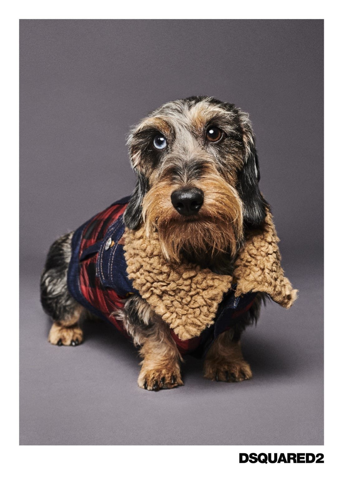 Poldo Dog Couture x Dsquared2 4 Poldo Dog Couture x Dsquared2