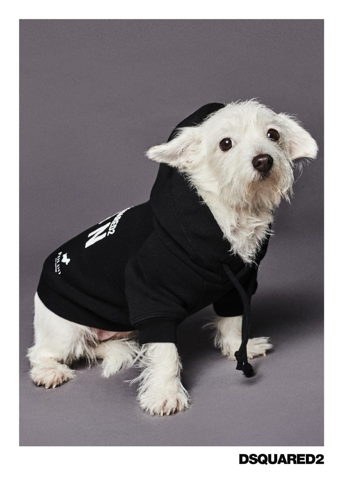 Poldo Dog Couture x Dsquared2 6 Poldo Dog Couture x Dsquared2