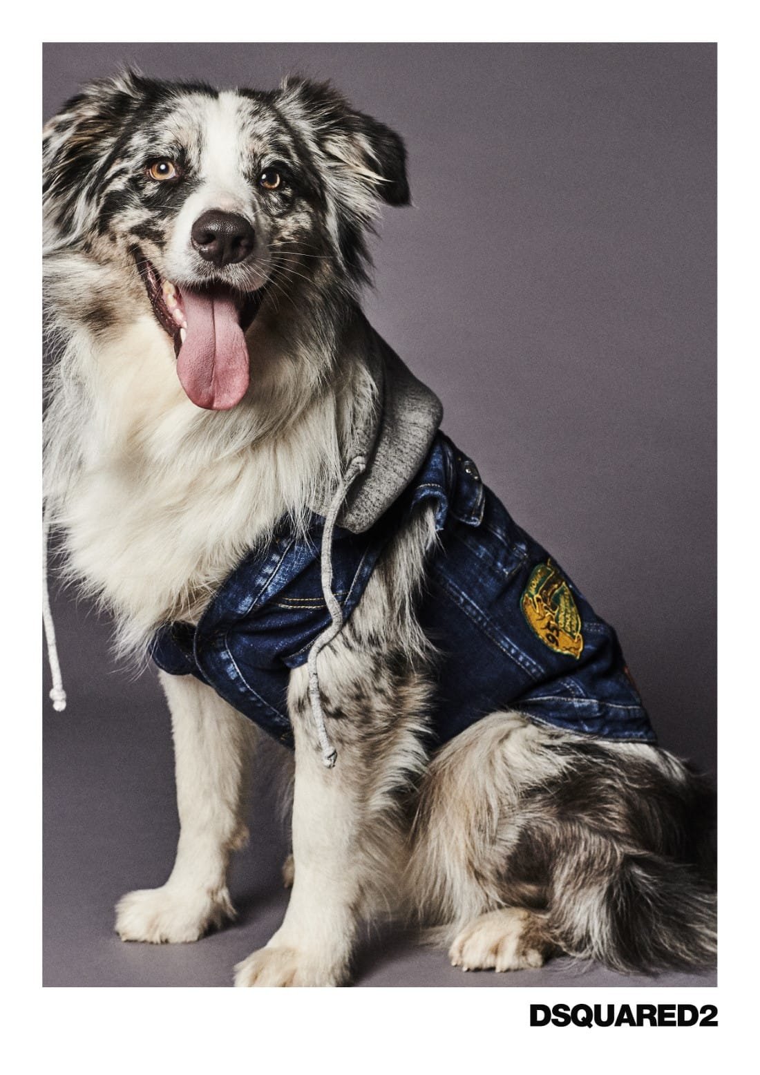 Poldo Dog Couture x Dsquared2 7 Poldo Dog Couture x Dsquared2