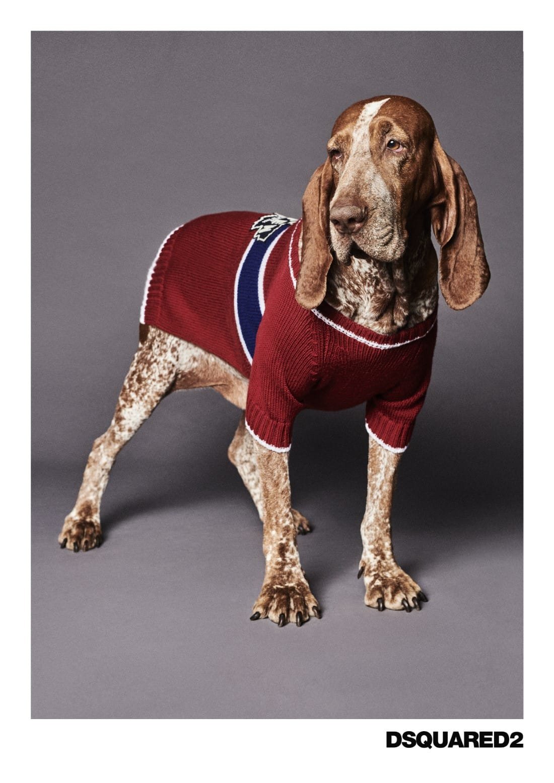 Poldo Dog Couture x Dsquared2 8 Poldo Dog Couture x Dsquared2