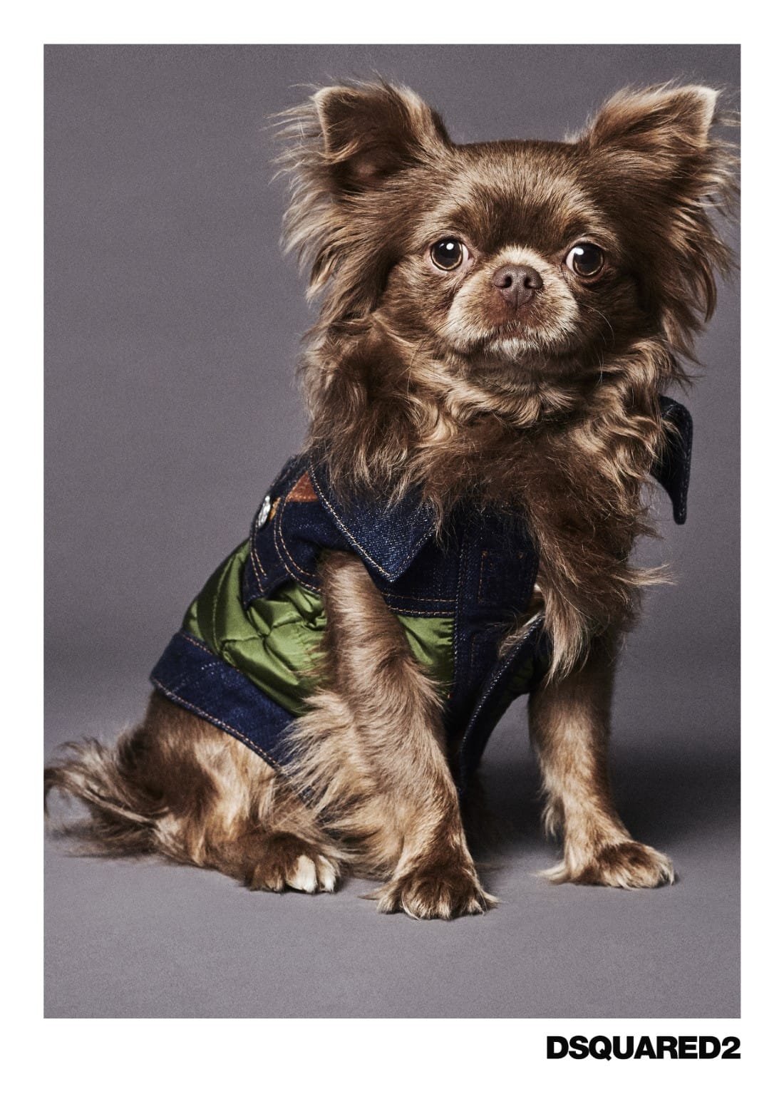 Poldo Dog Couture x Dsquared2 9 Poldo Dog Couture x Dsquared2